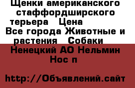 Щенки американского стаффордширского терьера › Цена ­ 20 000 - Все города Животные и растения » Собаки   . Ненецкий АО,Нельмин Нос п.